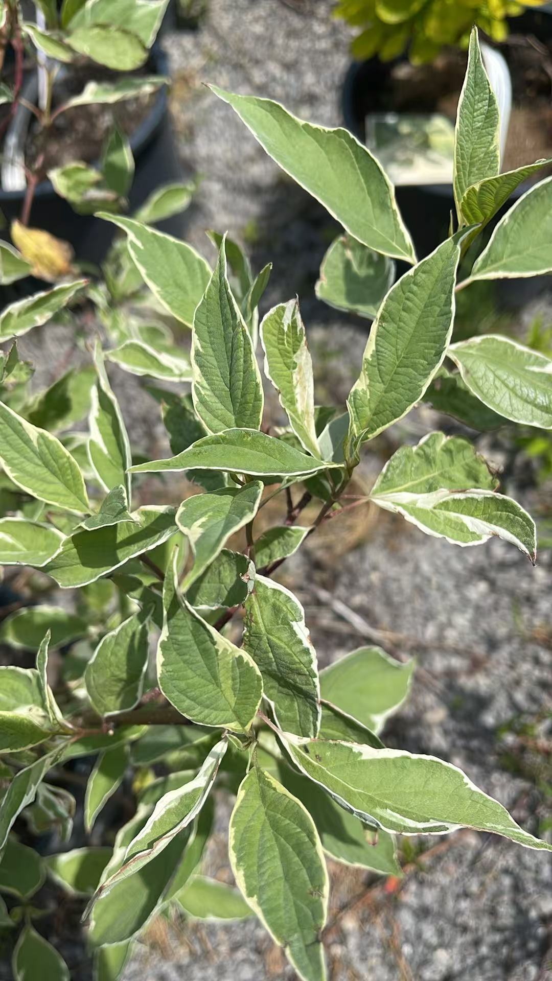 Silverleaf Dogwood