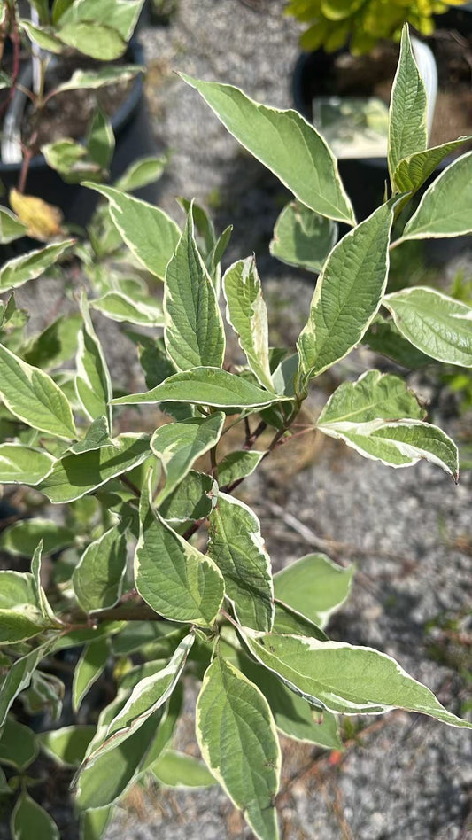 Silverleaf Dogwood