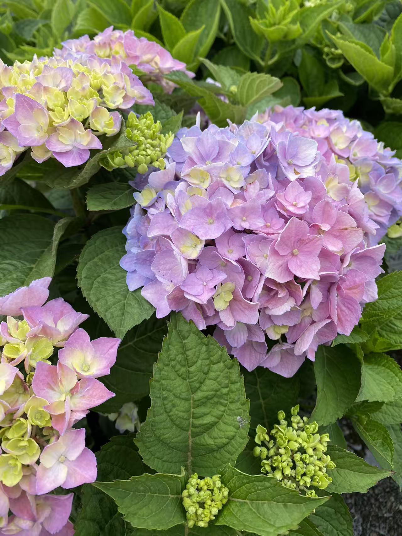 Hydrangea macrophylla Let's Dance Sky View