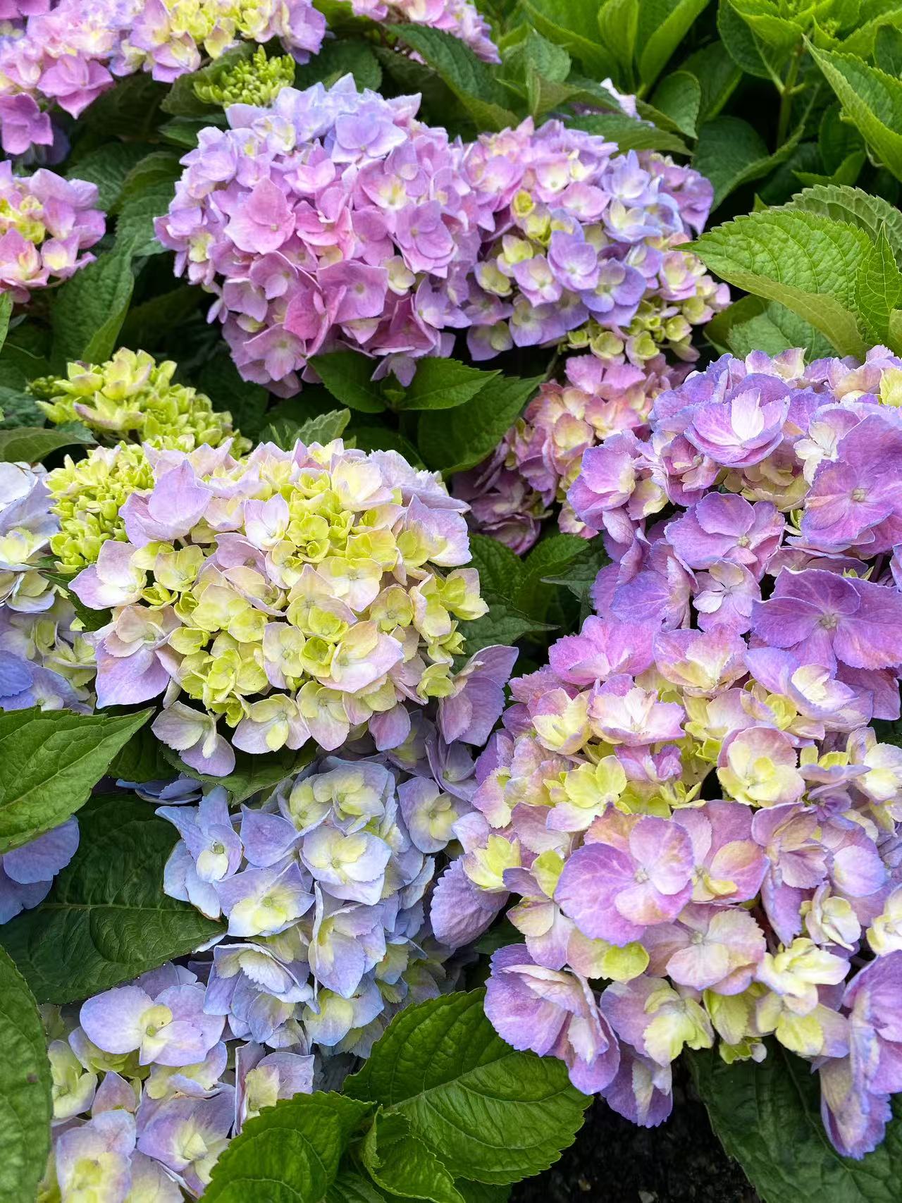 Hydrangea macrophylla Let's Dance Sky View