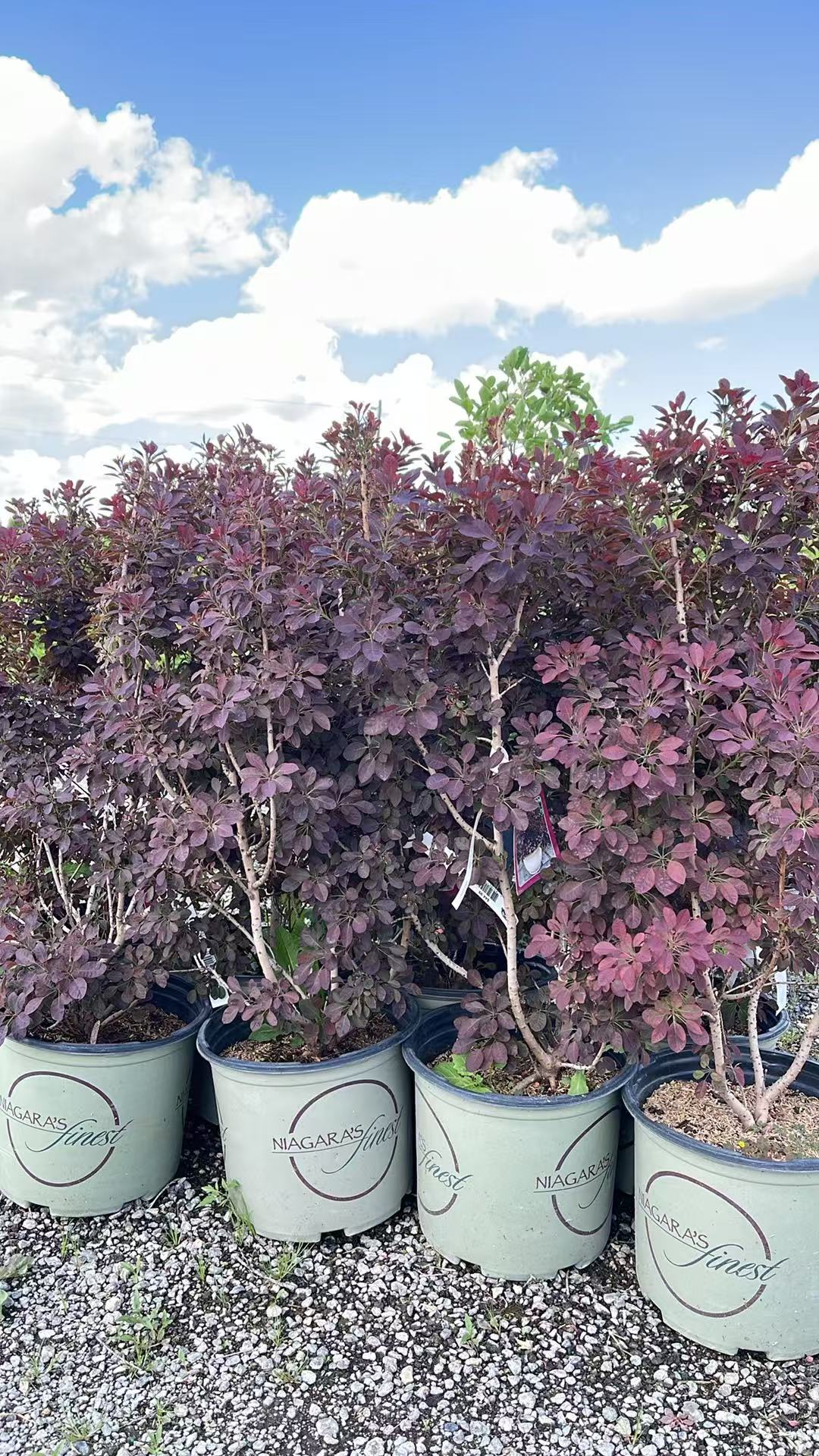Velveteeny Smokebush