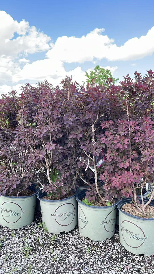 Velveteeny Smokebush