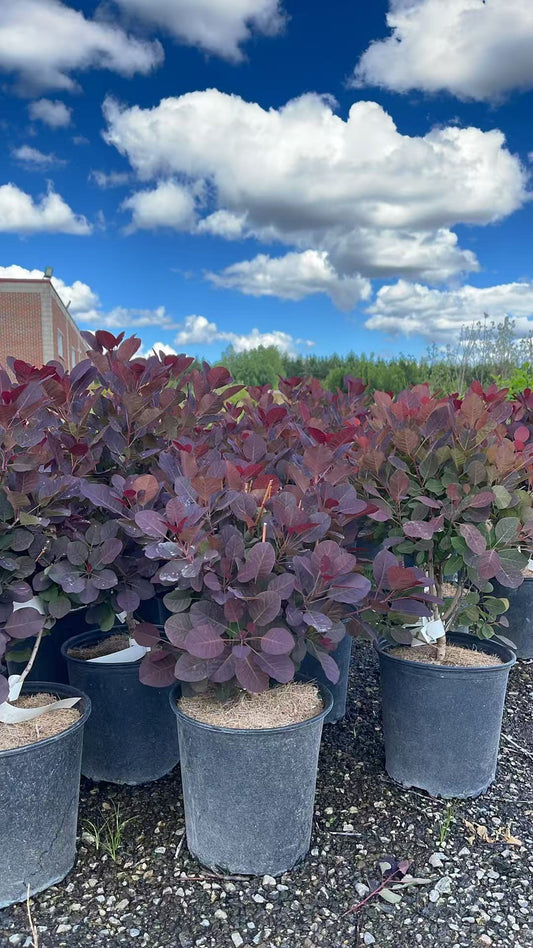 Royal Purple Smokebush