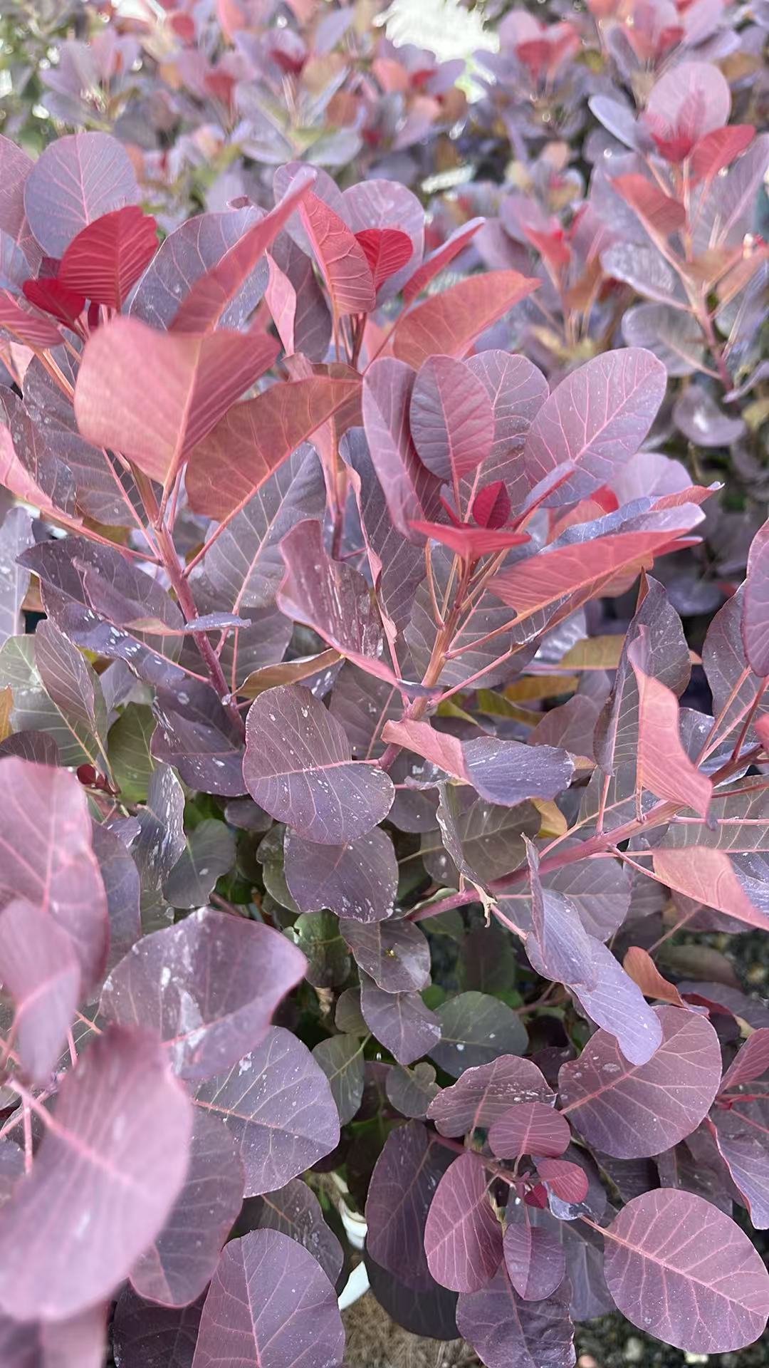 Royal Purple Smokebush