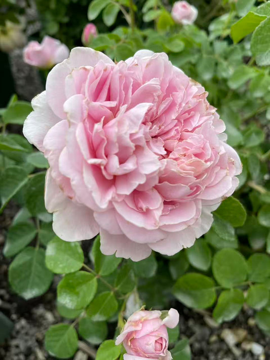Strawberry Hill David Austin English Climbing Rose