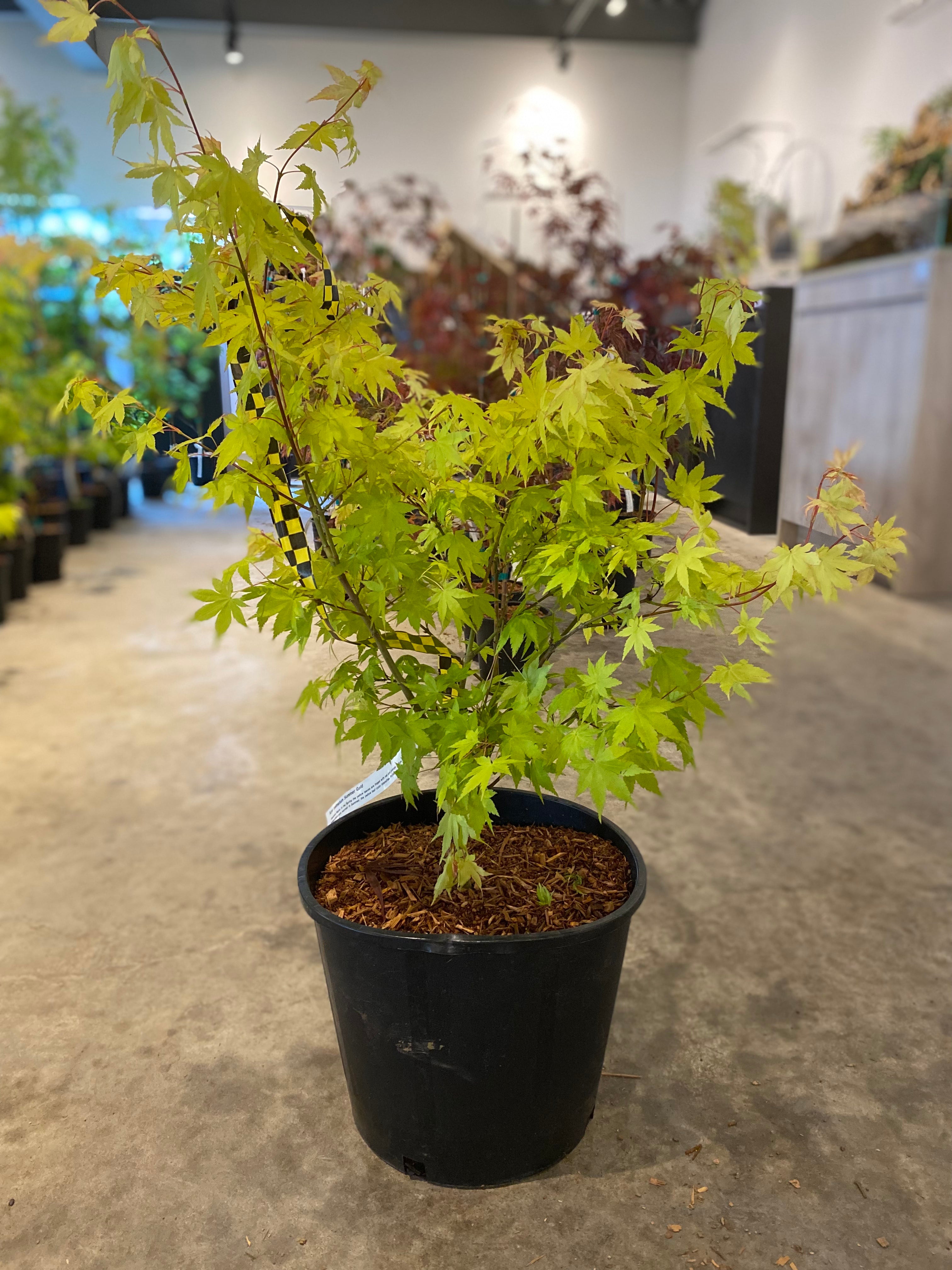 エックス19＋ Acer palmatum Summer Gold – zforcefarm