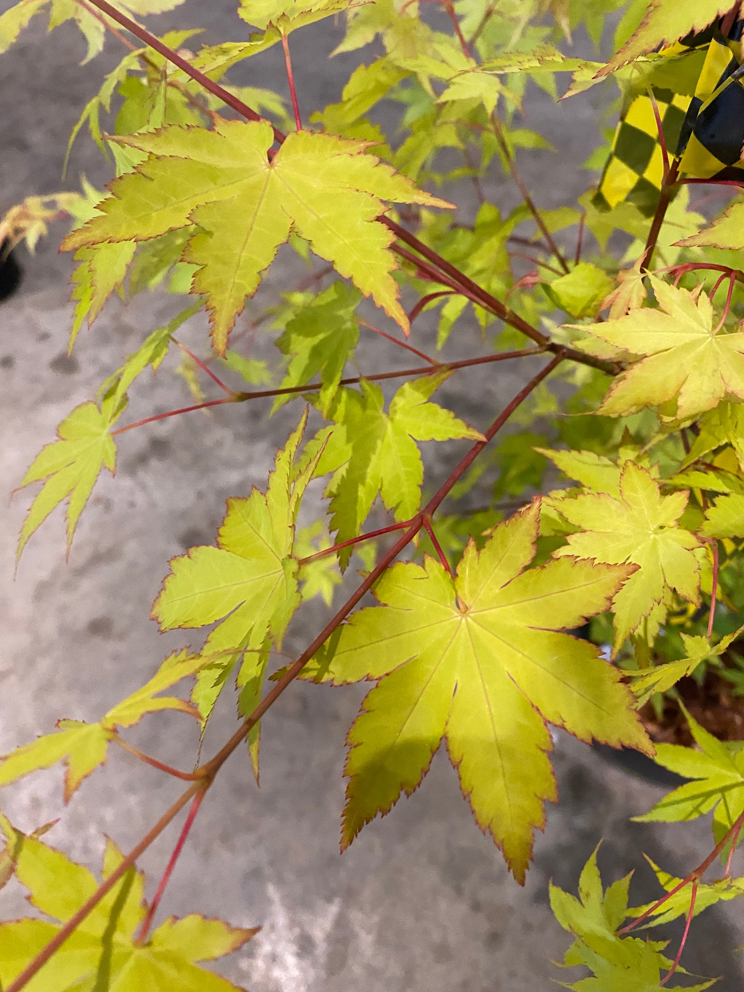 Acer palmatum Summer Gold