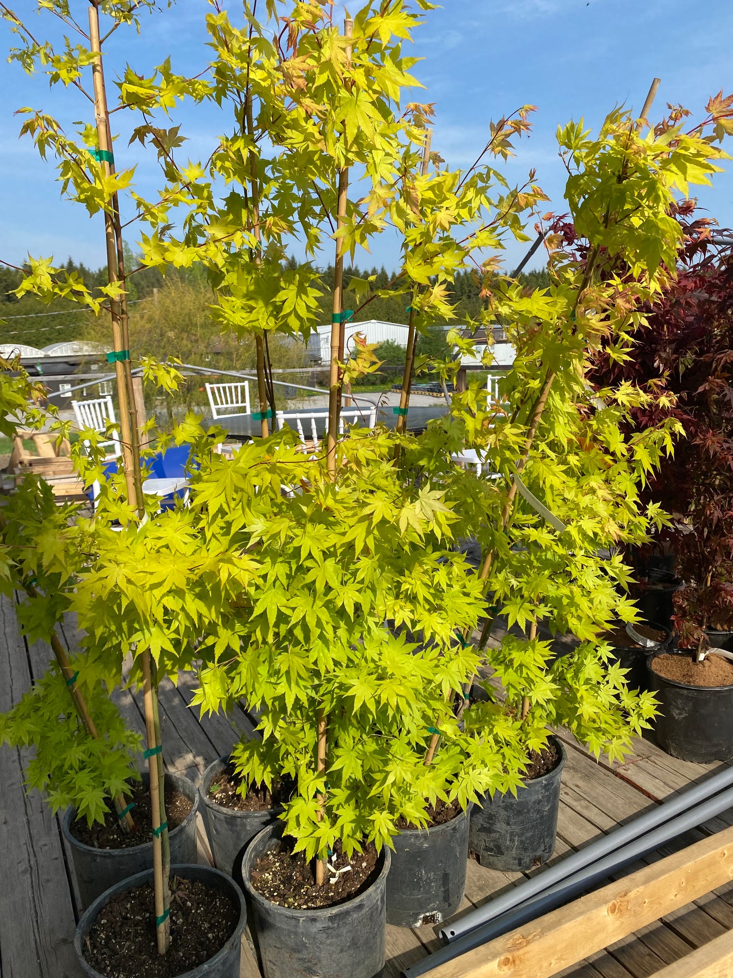 Acer palmatum Summer Gold