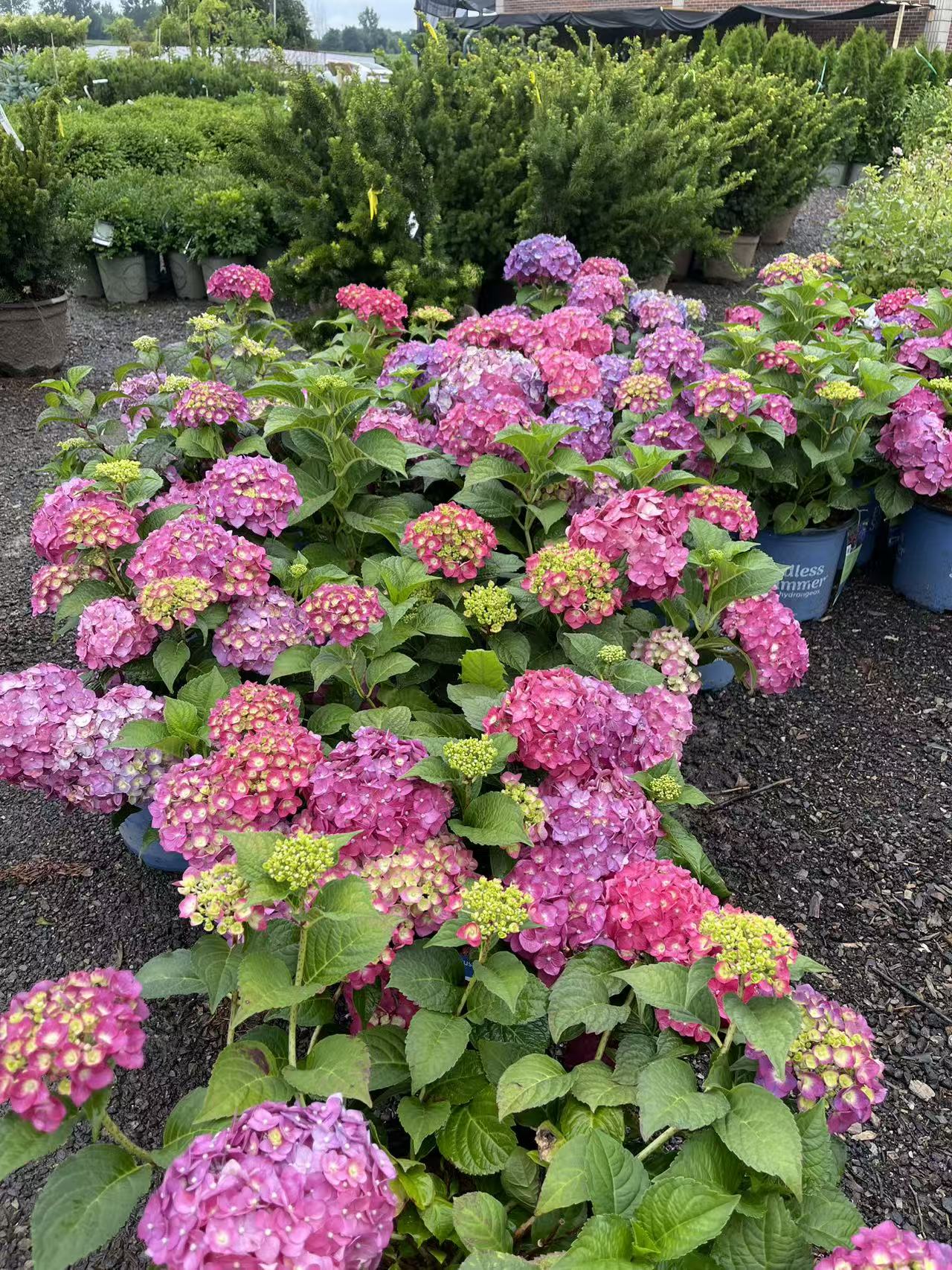 Hydrangea macrophylla 'Summer Crush'