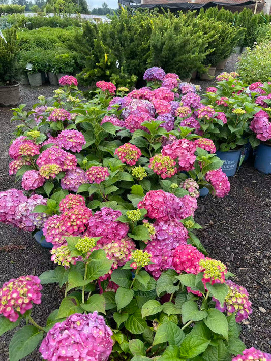Hydrangea macrophylla 'Summer Crush'