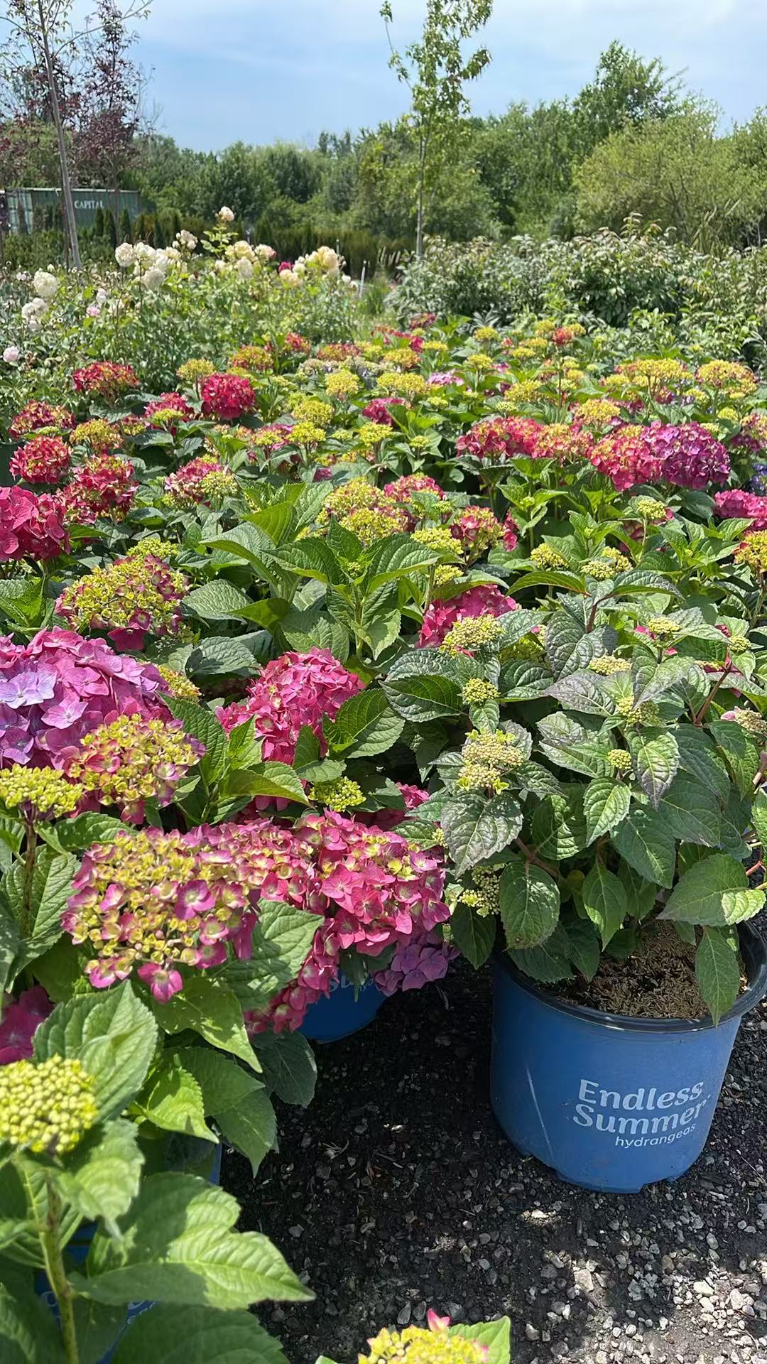 Hydrangea macrophylla 'Summer Crush'