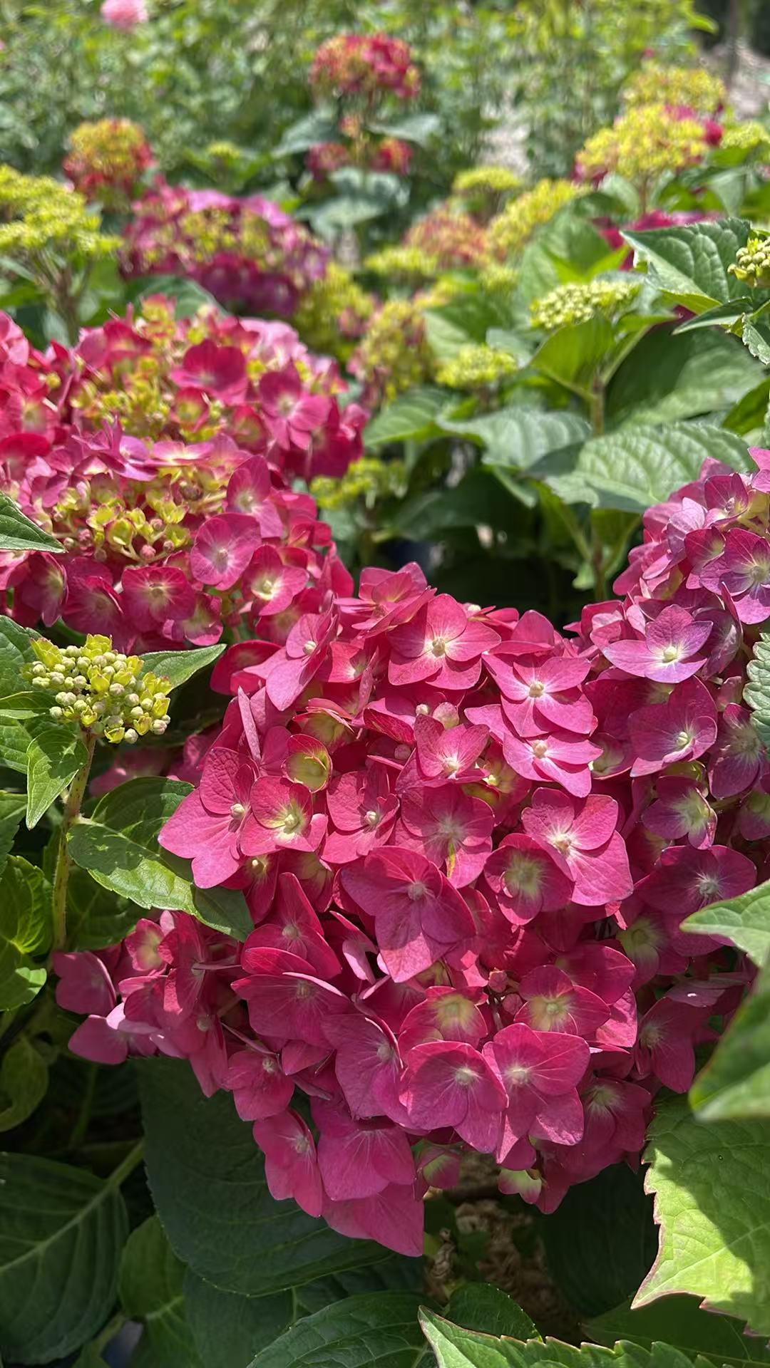 Hydrangea macrophylla 'Summer Crush'