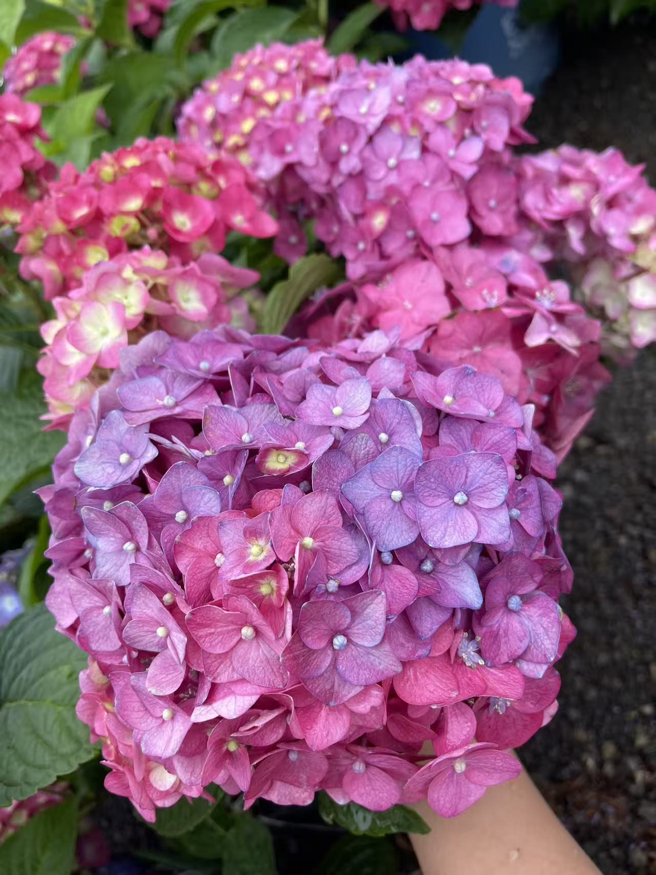 Hydrangea macrophylla 'Summer Crush'
