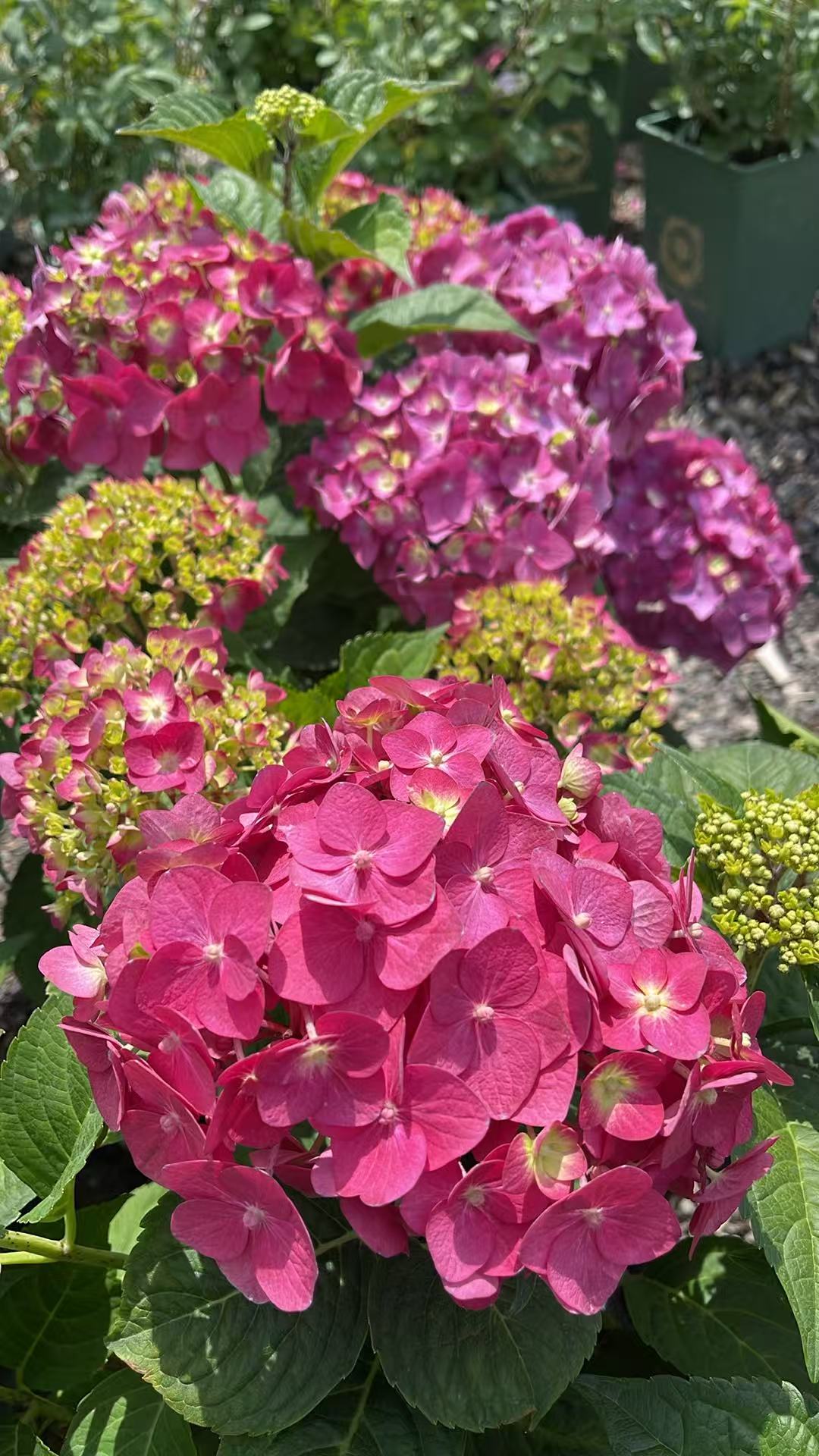 Hydrangea macrophylla 'Summer Crush'