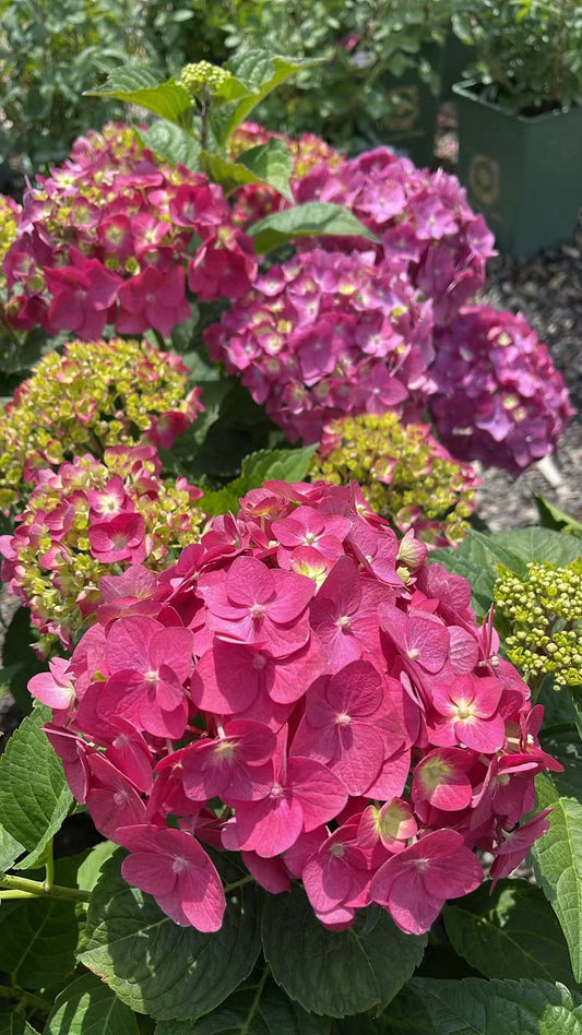 Hydrangea macrophylla 'Summer Crush'