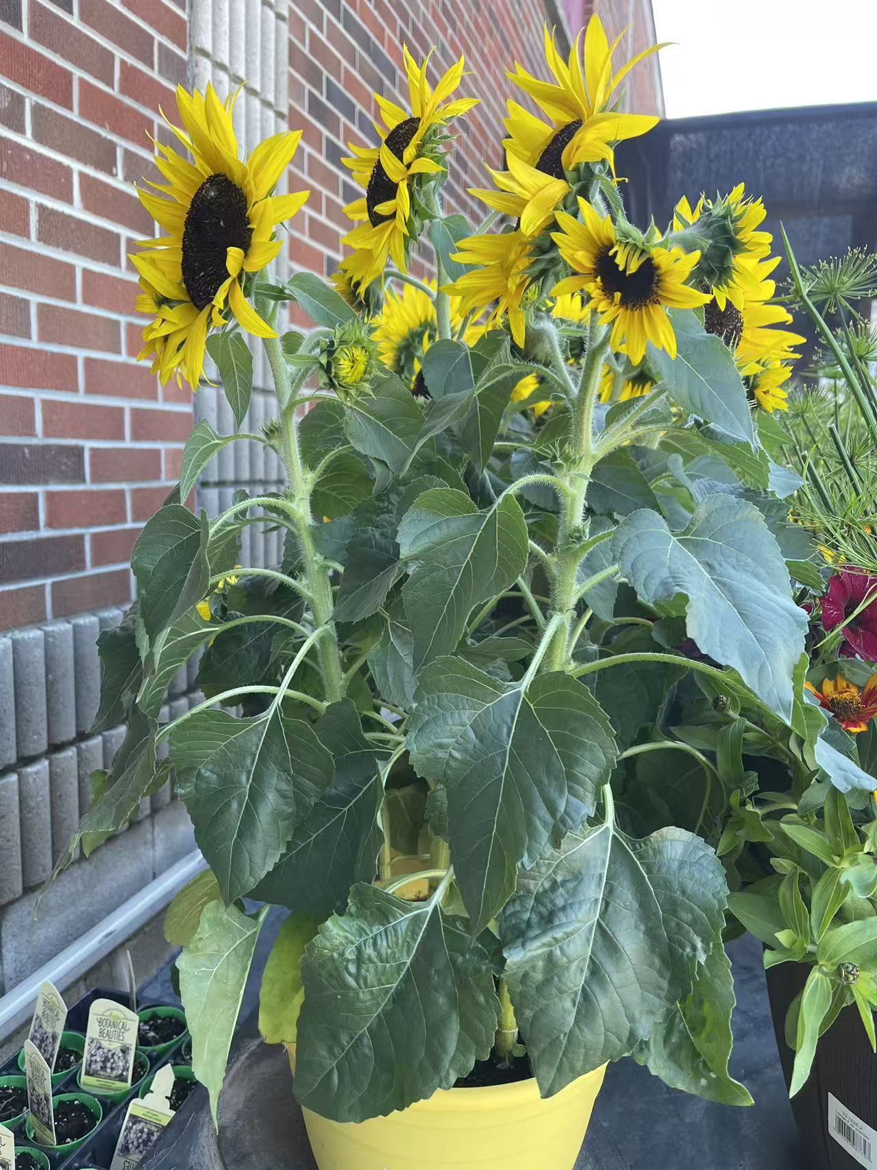 Potted Sunflower