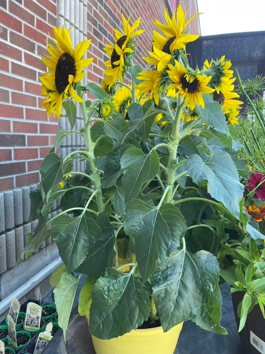 Potted Sunflower