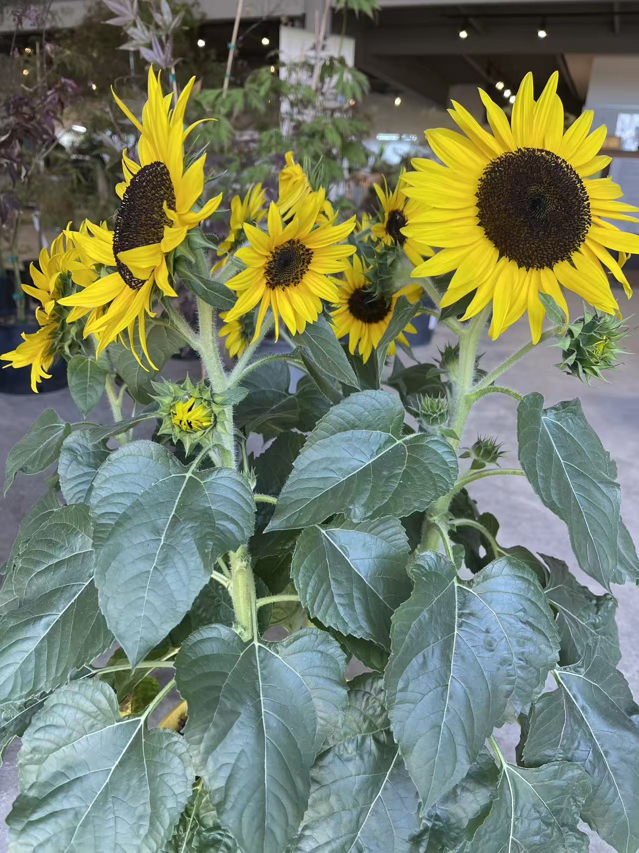 Potted Sunflower