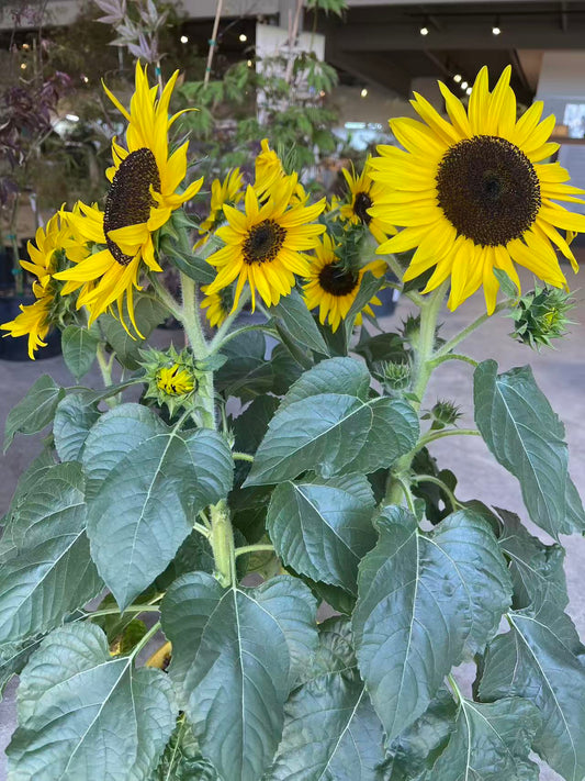 Potted Sunflower