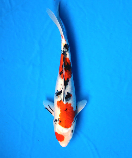 大正三色 Taisho Sanke