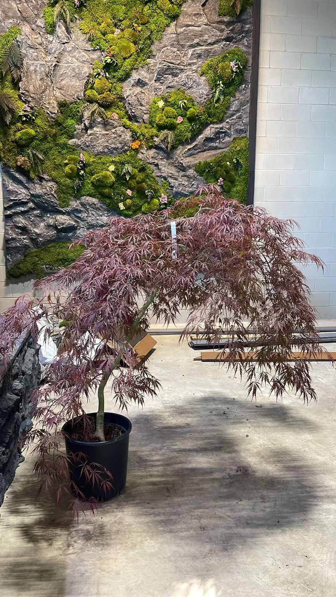 apanese Maple Toronto | Rare & Premium Maple Trees GTA | Z Force