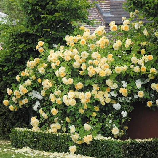 Teasing Georgia® David Austin English Climbing Rose