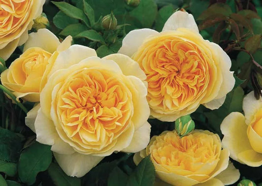 Teasing Georgia® David Austin English Climbing Rose