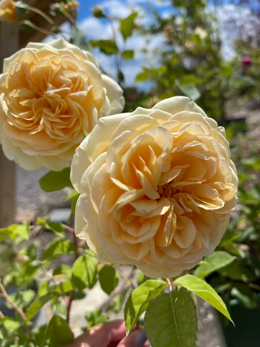 Teasing Georgia® David Austin English Climbing Rose