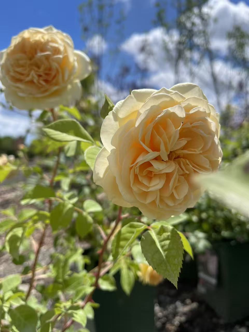 Teasing Georgia® David Austin English Climbing Rose