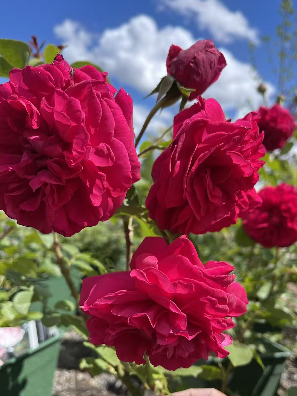 Tess of the d’Urbervilles David Austin English Climbing Rose