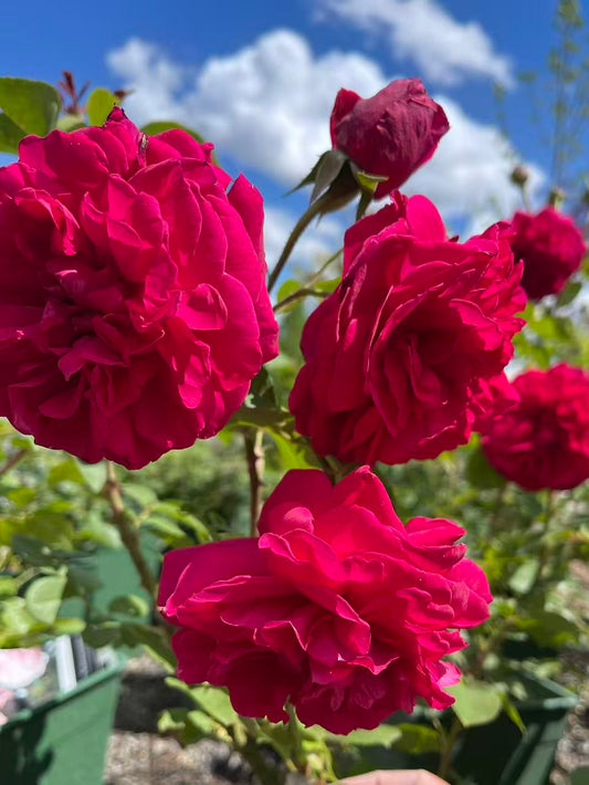 Tess of the d’Urbervilles David Austin English Climbing Rose