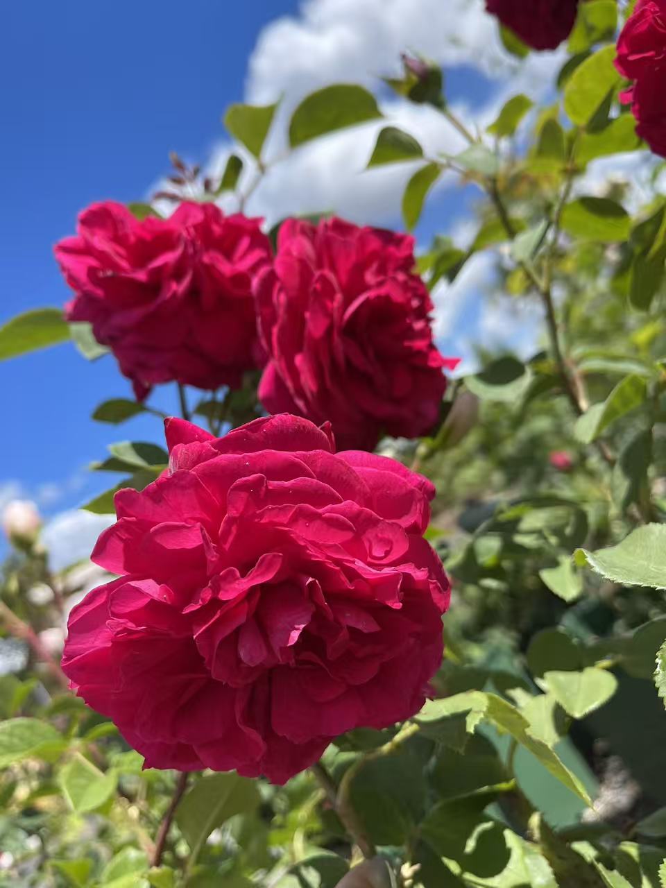 Tess of the d’Urbervilles David Austin English Climbing Rose