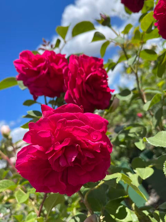 Tess of the d’Urbervilles David Austin English Climbing Rose