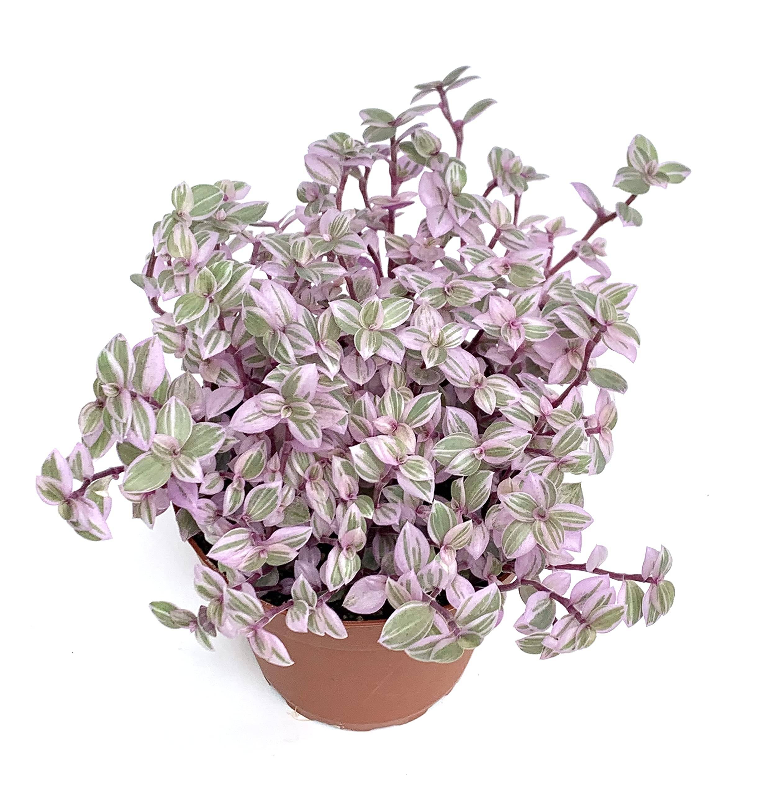 Perennial Plants for Sale Toronto | Hosta, Lavender, Peonies
