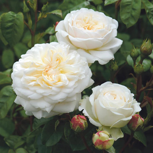 Tranquillity™ David Austin Rose