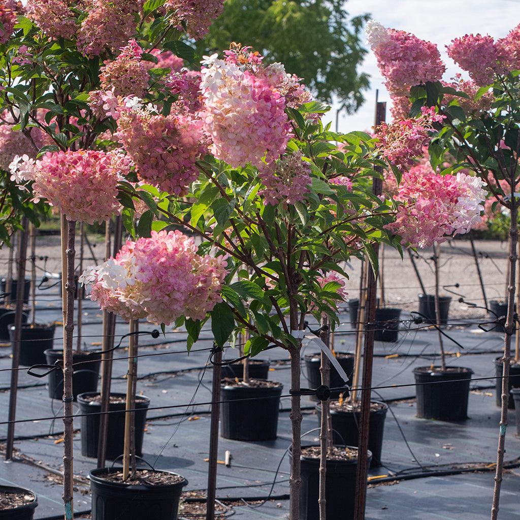 Hydrangea paniculata Vanilla Strawberry™ Std.