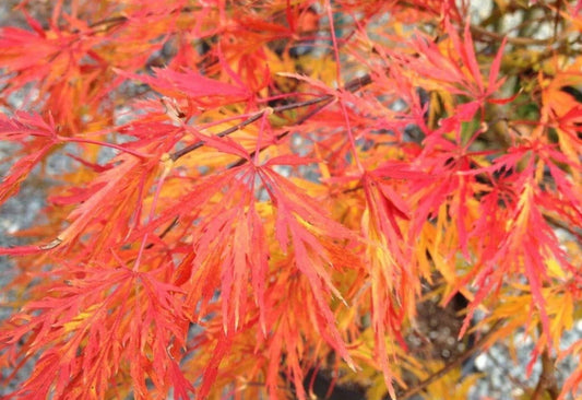 Acer Palmatum Dissectum Viridis