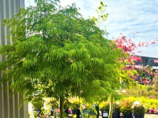 Acer Palmatum Dissectum Viridis