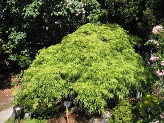 Acer Shirasawanum 'Waterfall'