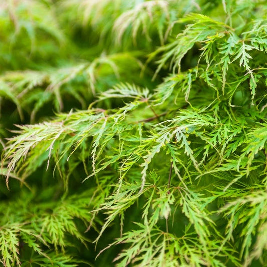 Acer Shirasawanum 'Waterfall'
