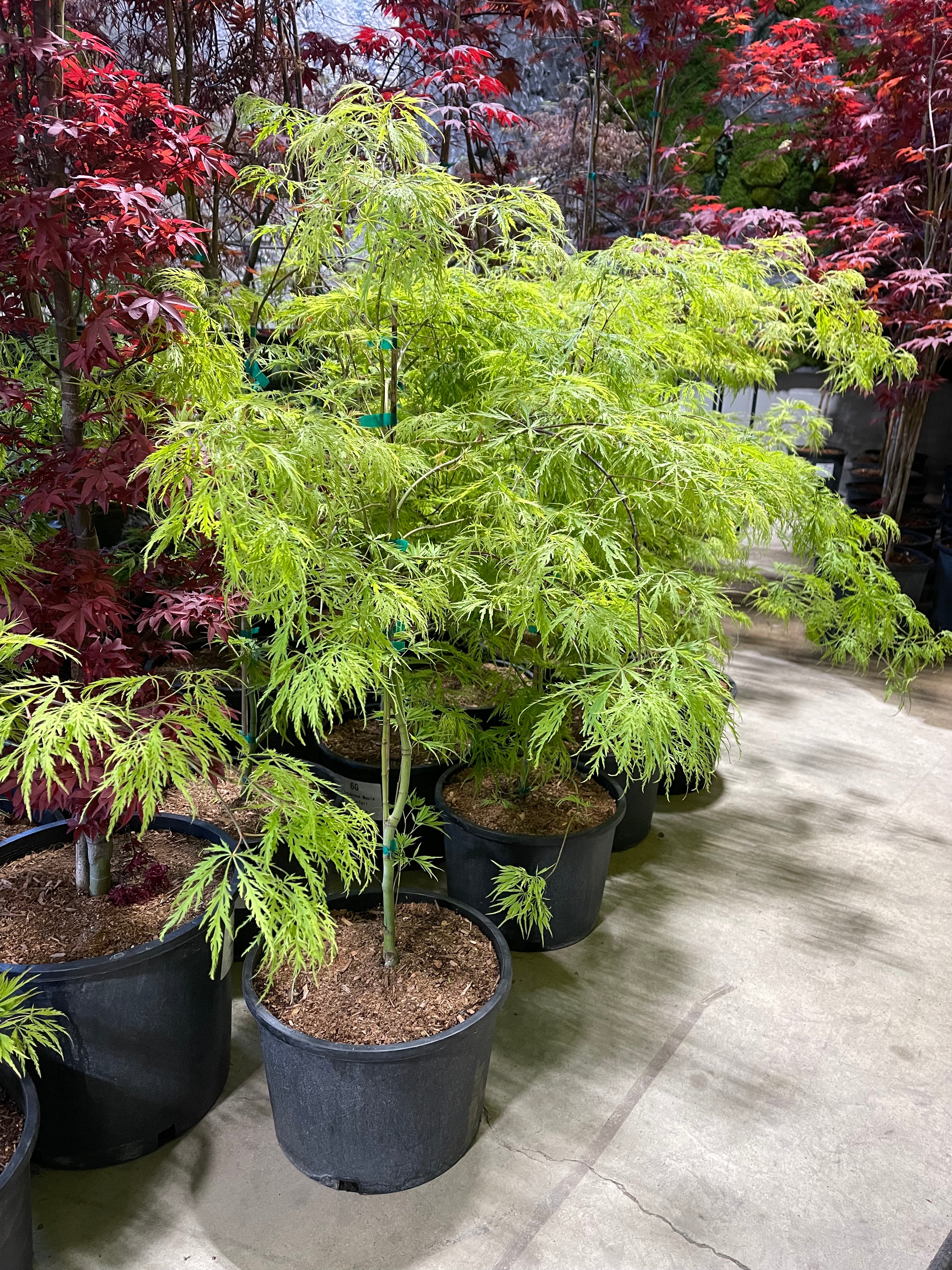 Trees for Sale Toronto | Japanese Maple, Shade & Flowering Trees