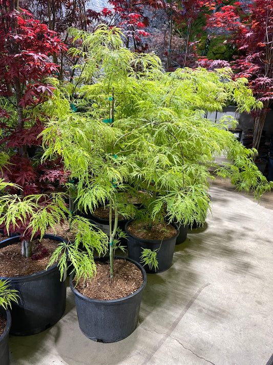Acer Shirasawanum 'Waterfall'