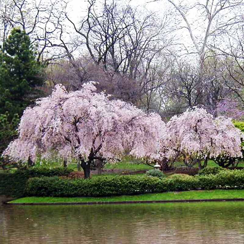 Weeping Cherry Blooms