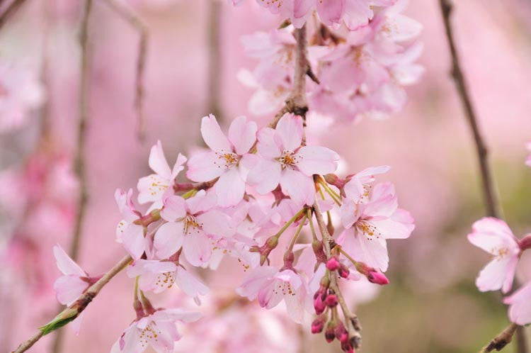 Weeping Cherry Blooms