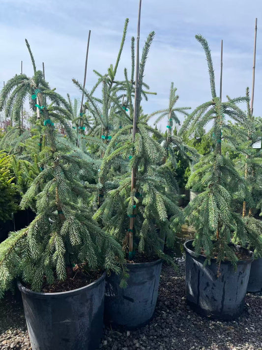 Weeping Norway Spruce