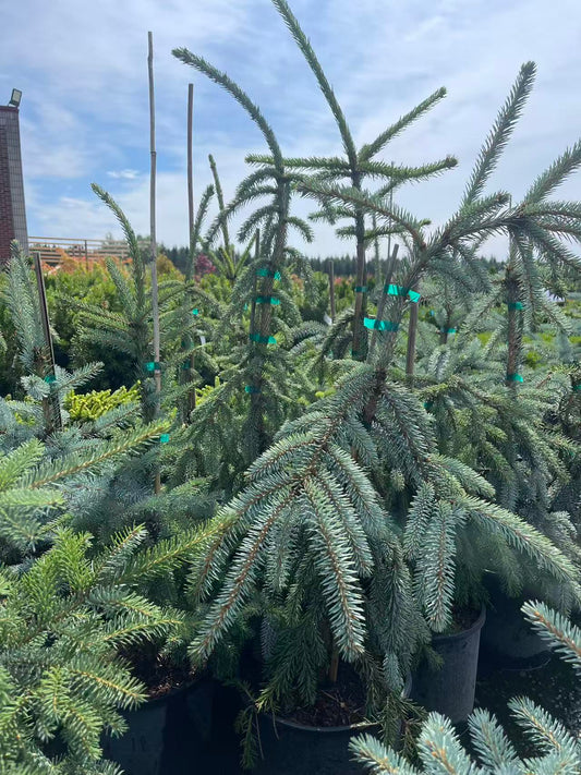 Weeping White Spruce