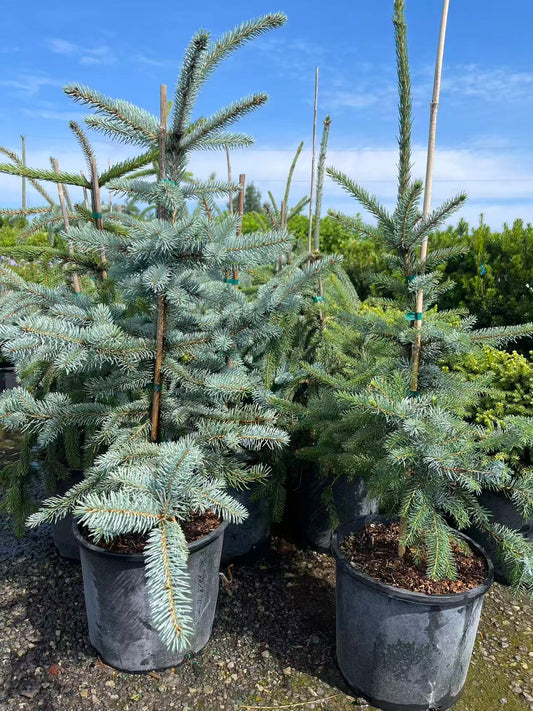 Weeping White Spruce