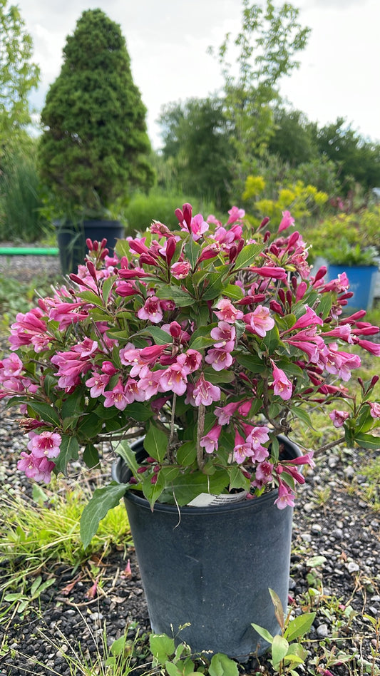 Weigela Minuet
