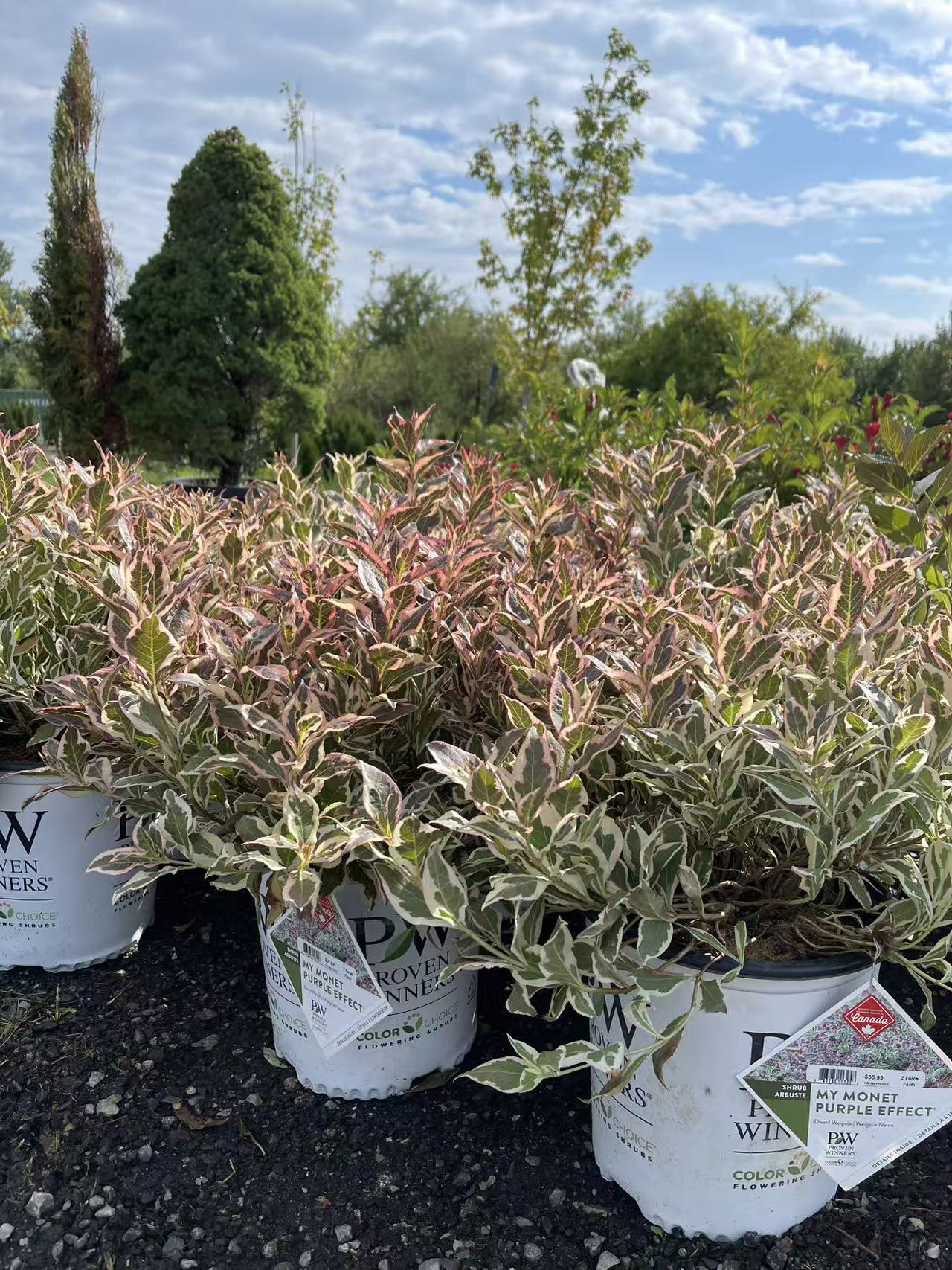Weigela Florida 'My Monet Purple Effect'