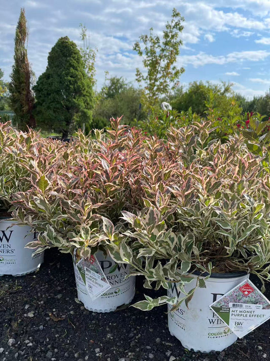Weigela Florida 'My Monet Purple Effect'